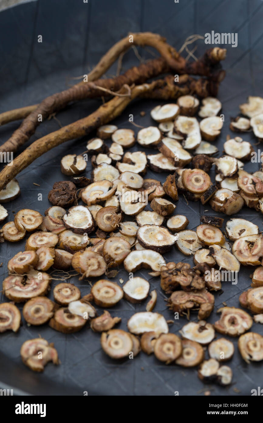 Löwenzahn-Wurzel, Löwenzahn-Wurzeln, Löwenzahnwurzel, Löwenzahnwurzeln, Wiesen-Löwenzahn, Radix Taraxaci, Taraxaci radix, Zerkleinerte Wurzeln werden Foto Stock