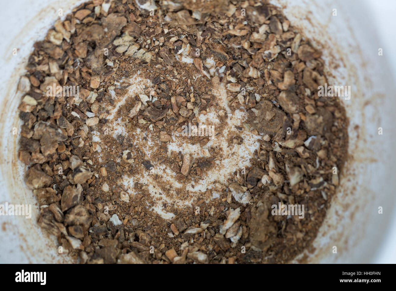 Löwenzahn-Wurzel, Löwenzahn-Wurzeln, Löwenzahnwurzel, Löwenzahnwurzeln, Wiesen-Löwenzahn, Radix Taraxaci, Taraxaci radix, zerkleinerte und geröstete W Foto Stock