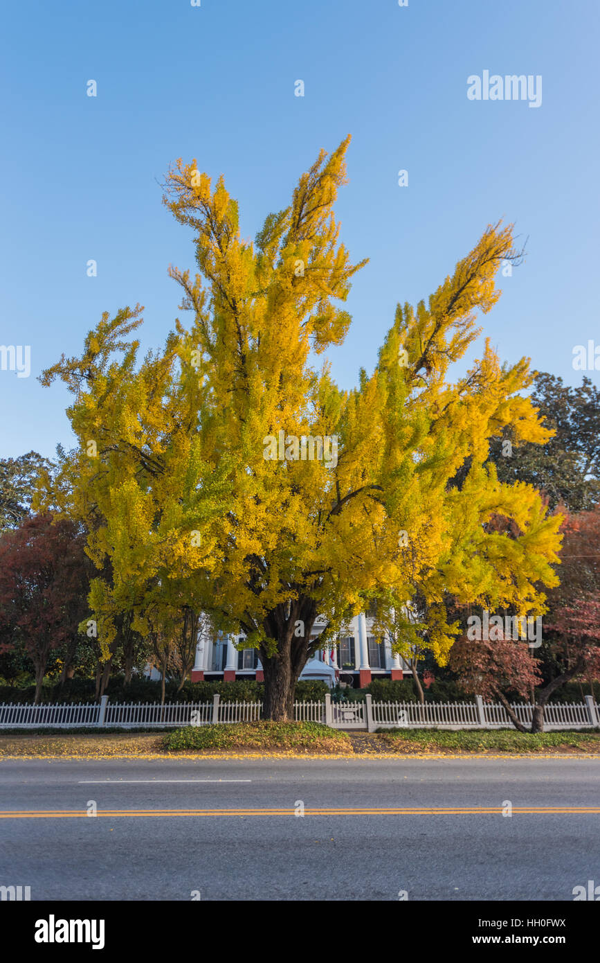 Giallo Ginkgo albero nella parte anteriore del Sud Mansion in autunno Foto Stock