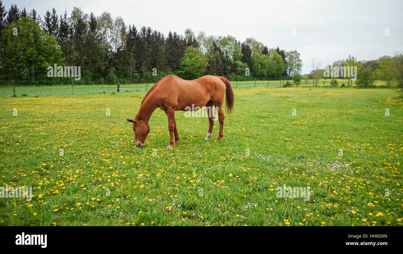 Rosso bruno cavallo fuori sul prato, soft focus Foto Stock
