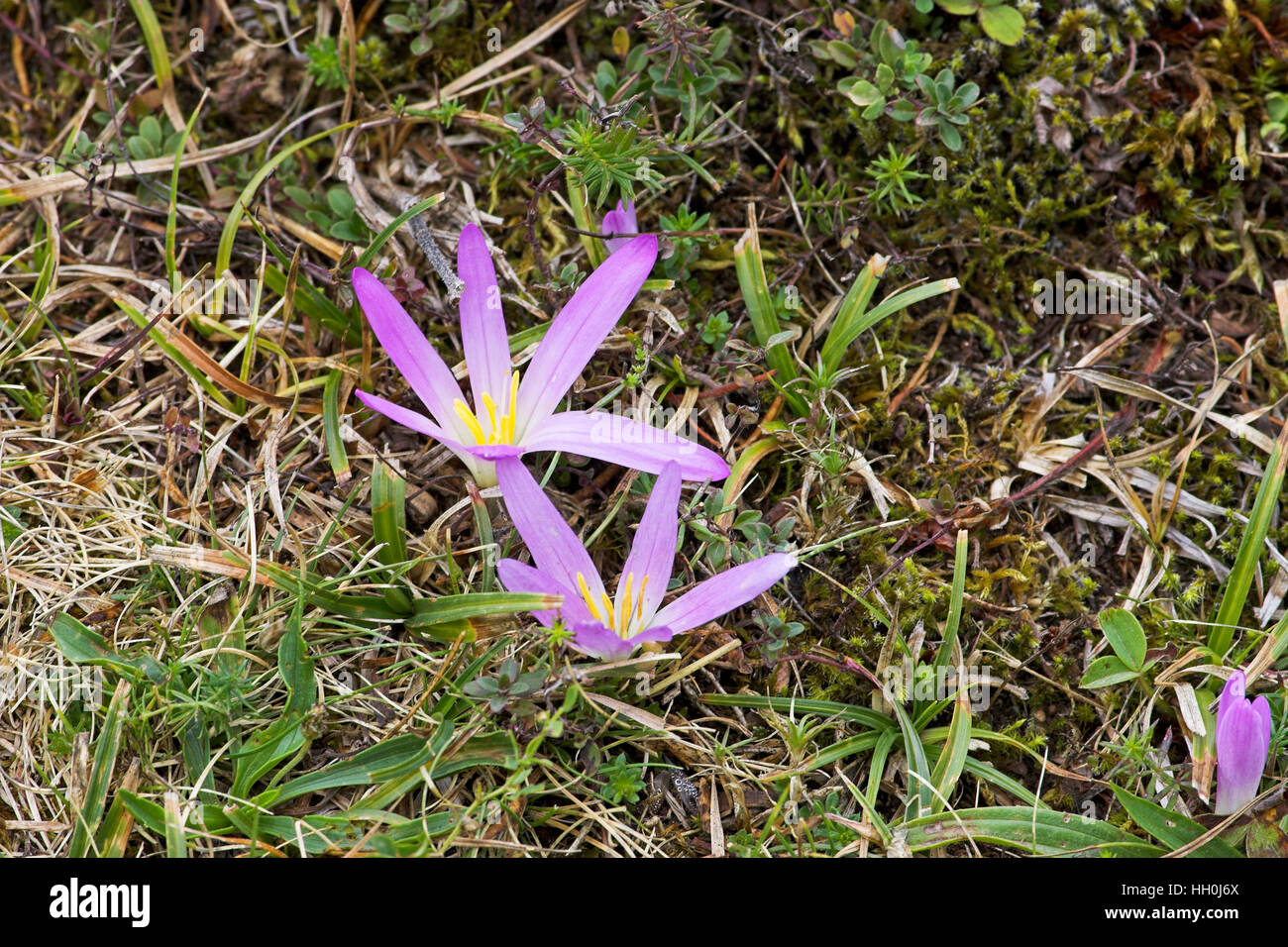 Merendera Merendera montana nei Pirenei Francia Foto Stock