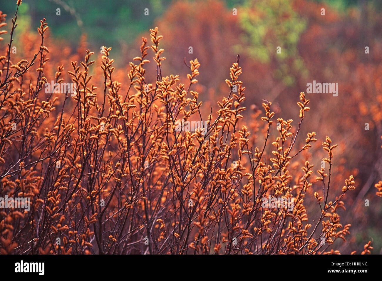 Bog-mirto Myrica gale New Forest Hampshire Engalnd Foto Stock