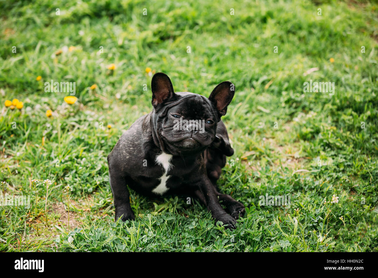 Funny giovane nero bulldog francese cucciolo di cane seduto su erba e graffiare il suo orecchio zampa posteriore. Foto Stock