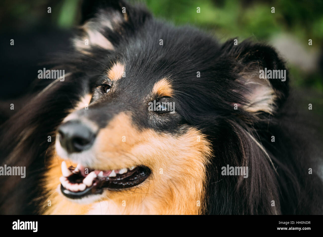 Chiudere Ritratto di Staring tricolore Collie ruvida, Scottish Collie, Long-Haired Collie, inglese Collie, Lassie cane adulto con socchiusa ganasce Foto Stock