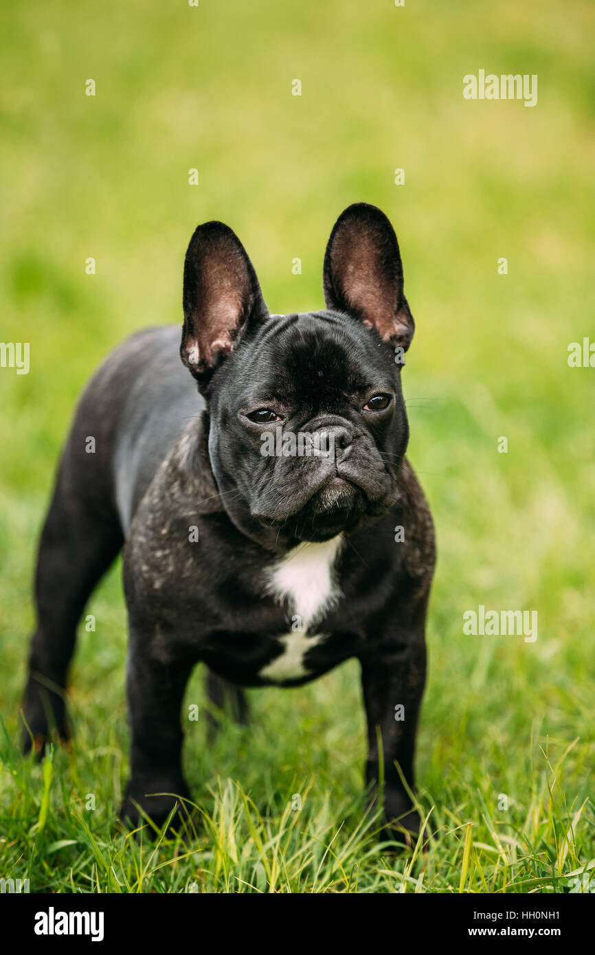Giovane nero bulldog francese cucciolo di cane con un punto di colore bianco sul suo petto in erba verde, in parco all'aperto Foto Stock