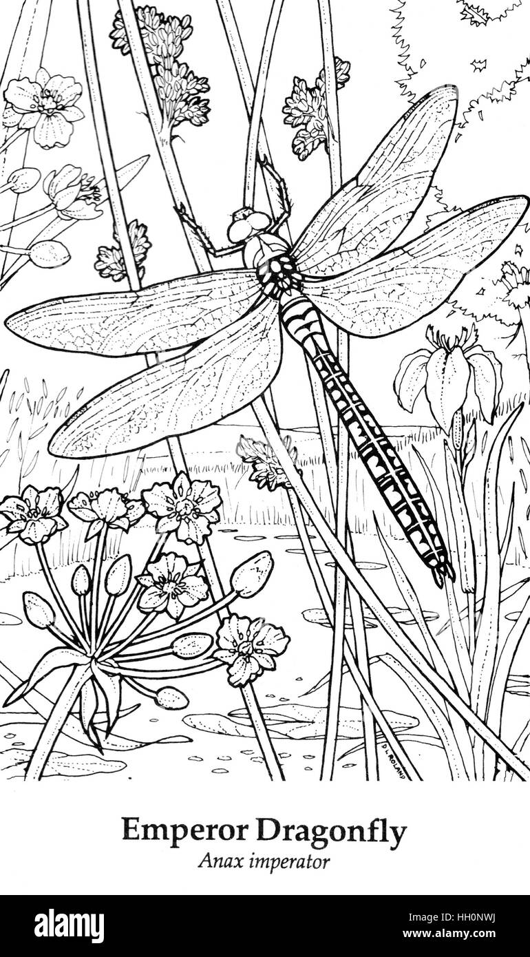 L'imperatore libellula Anax imperator. Nero su bianco disegno della linea. Foto Stock L'imperatore libellula Anax imperator. Nero su bianco disegno della linea. Foto Stock
