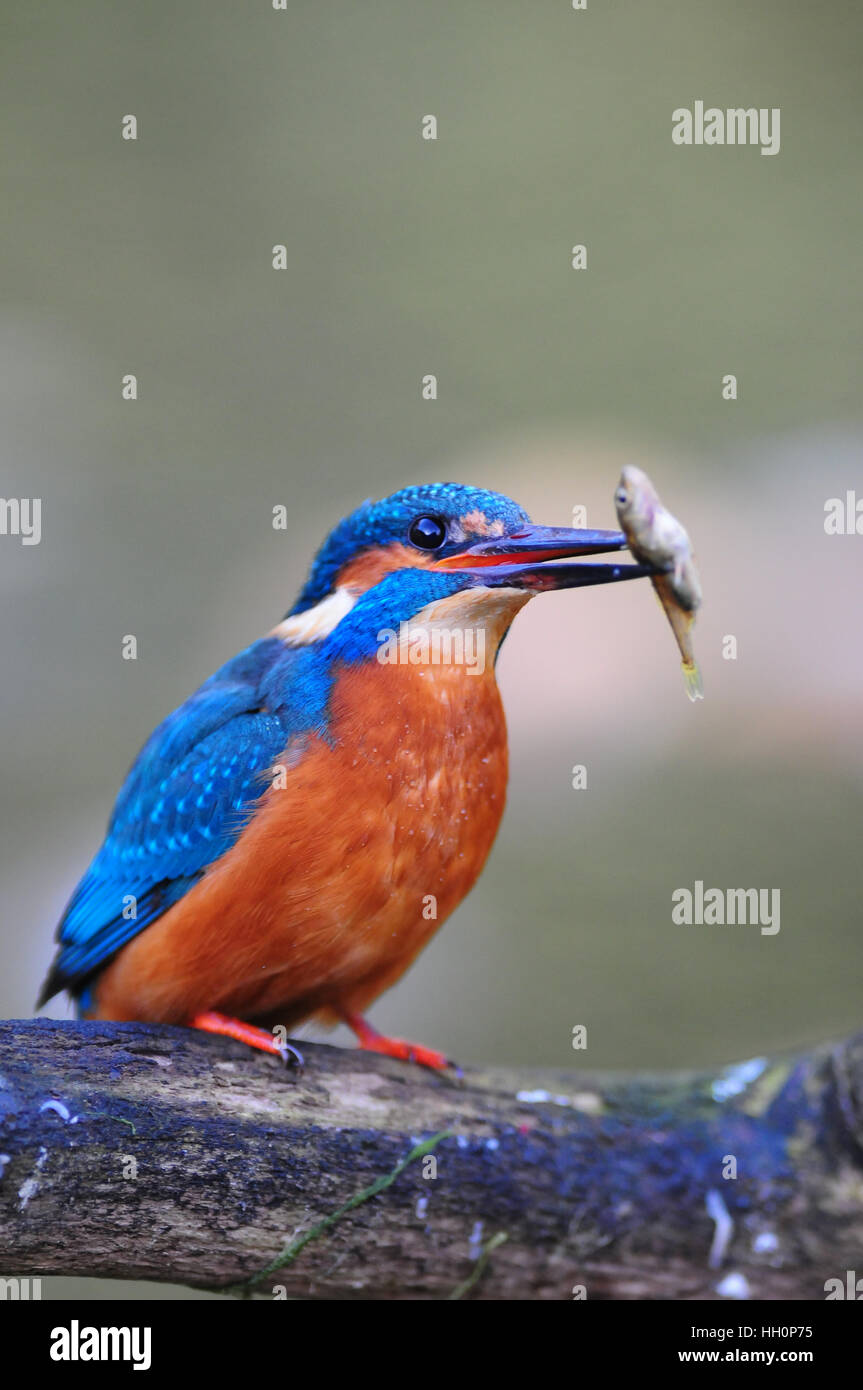 Comune maschio kingfisher (Alcedo atthis) con stickleback preda, Cotswolds, REGNO UNITO Foto Stock