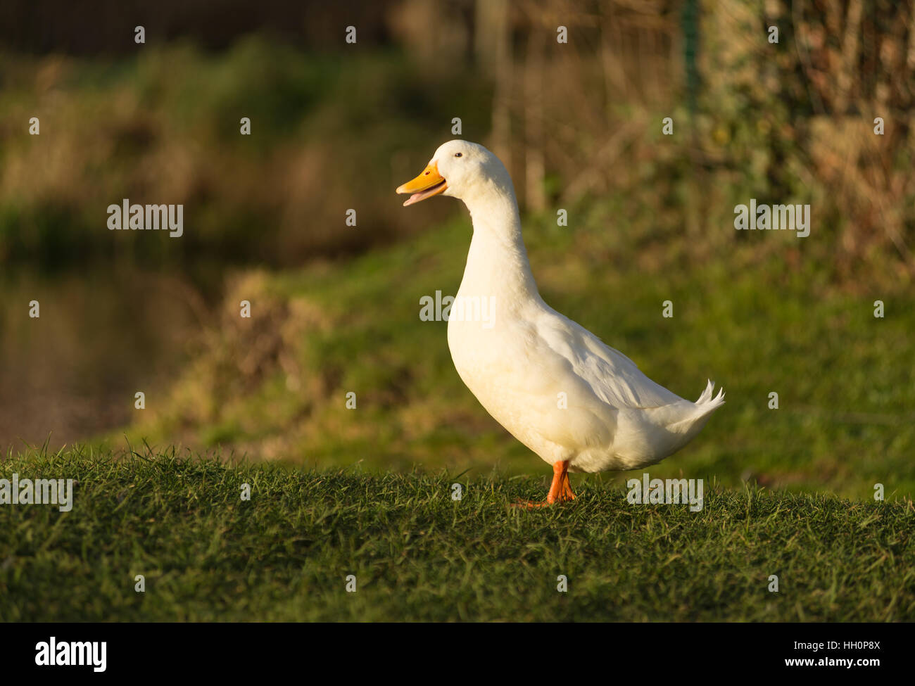 Un bianco splendente goose puntoni intorno all'riverbank territorio. Foto Stock