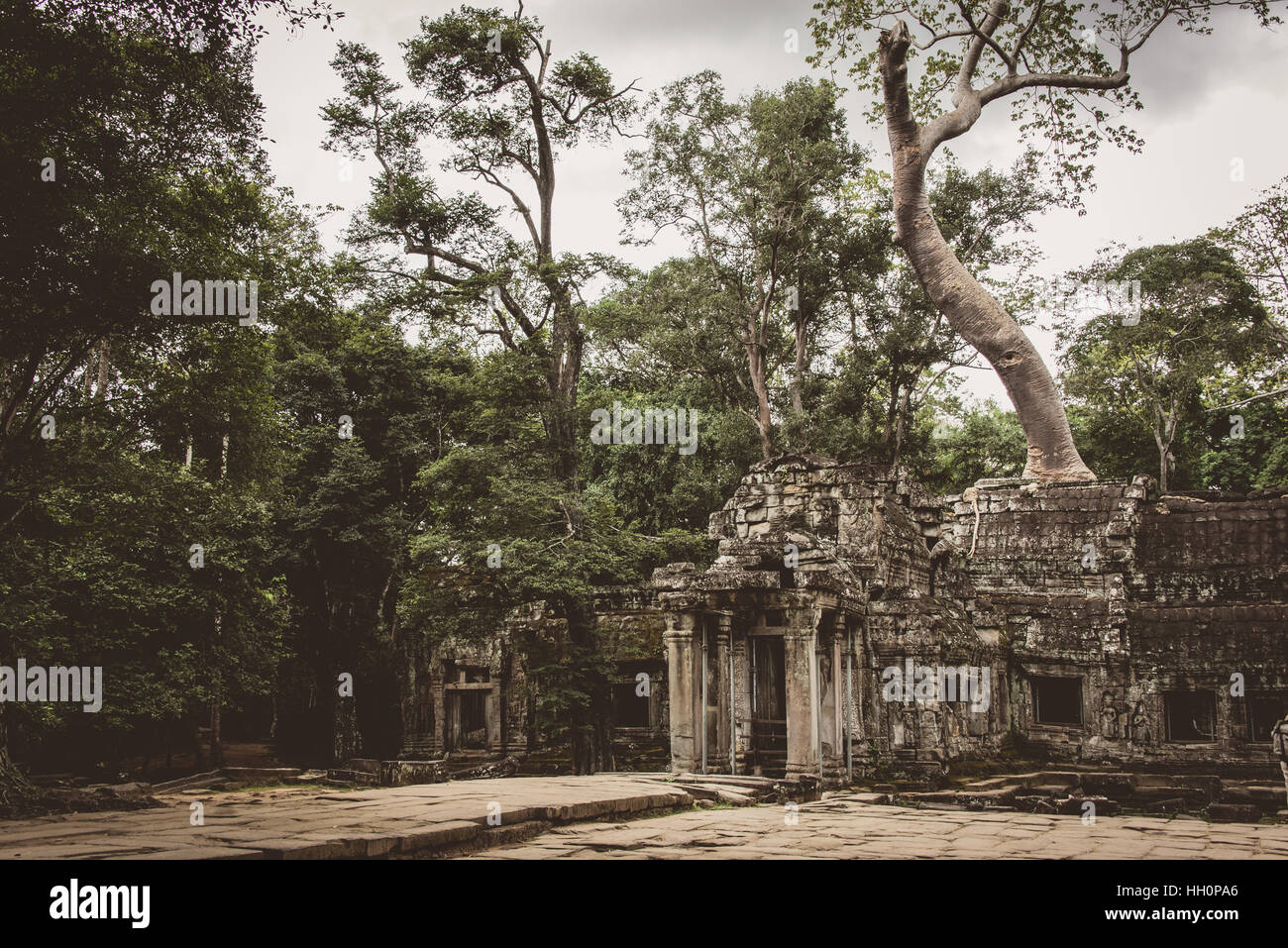 Seta di cotone albero che cresce dal Ta Promh, tempio di Angkor, Cambogia Foto Stock