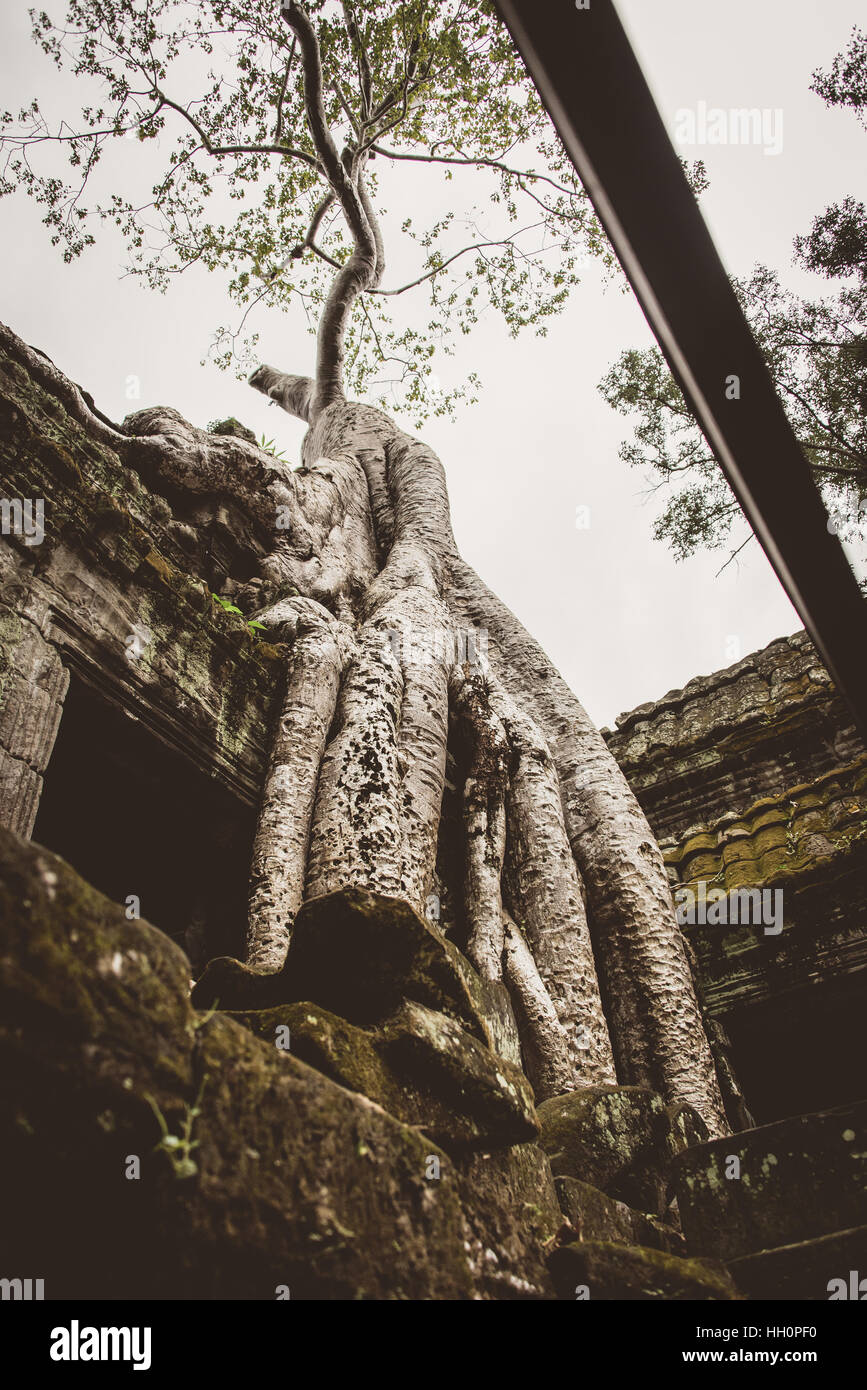 Seta di cotone albero che cresce dal Ta Promh, tempio di Angkor, Cambogia Foto Stock