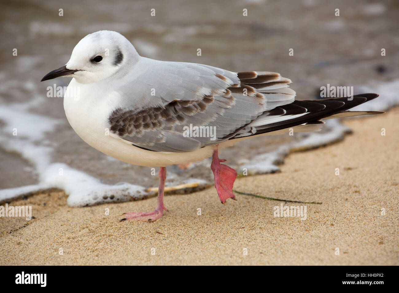 Napoleone (gabbiano Chroicocephalus philadelphia), Giuseppina giovani Memorial Park, Lincoln City, Lincoln City, Oregon Foto Stock