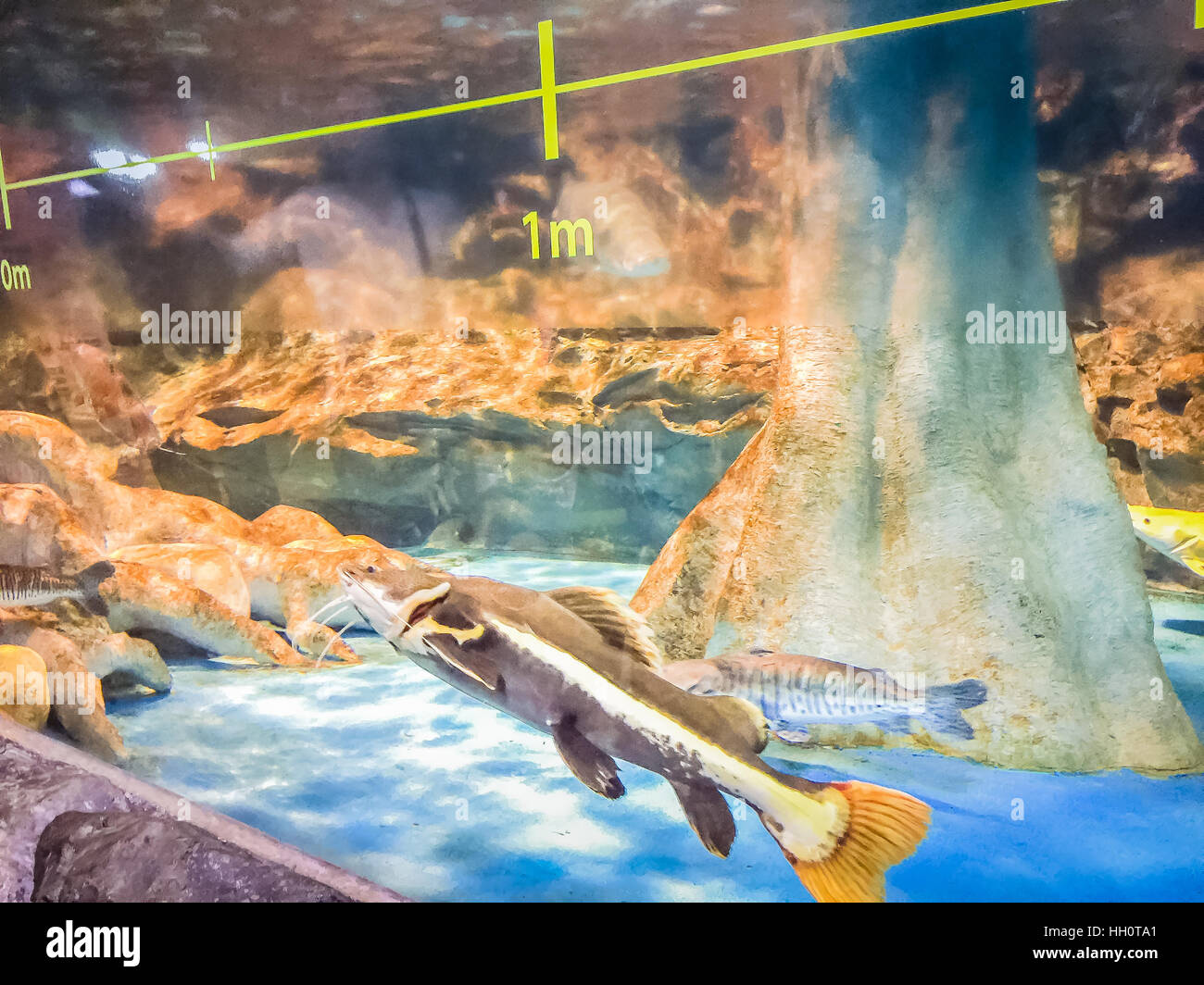 Pesci in Hanwah Aqua Planet Jeju, situato nelle vicinanze di Seopjikoji e offre funzionalità versitle, compreso un acquario come la principale attrazione, Marine Scienc Foto Stock