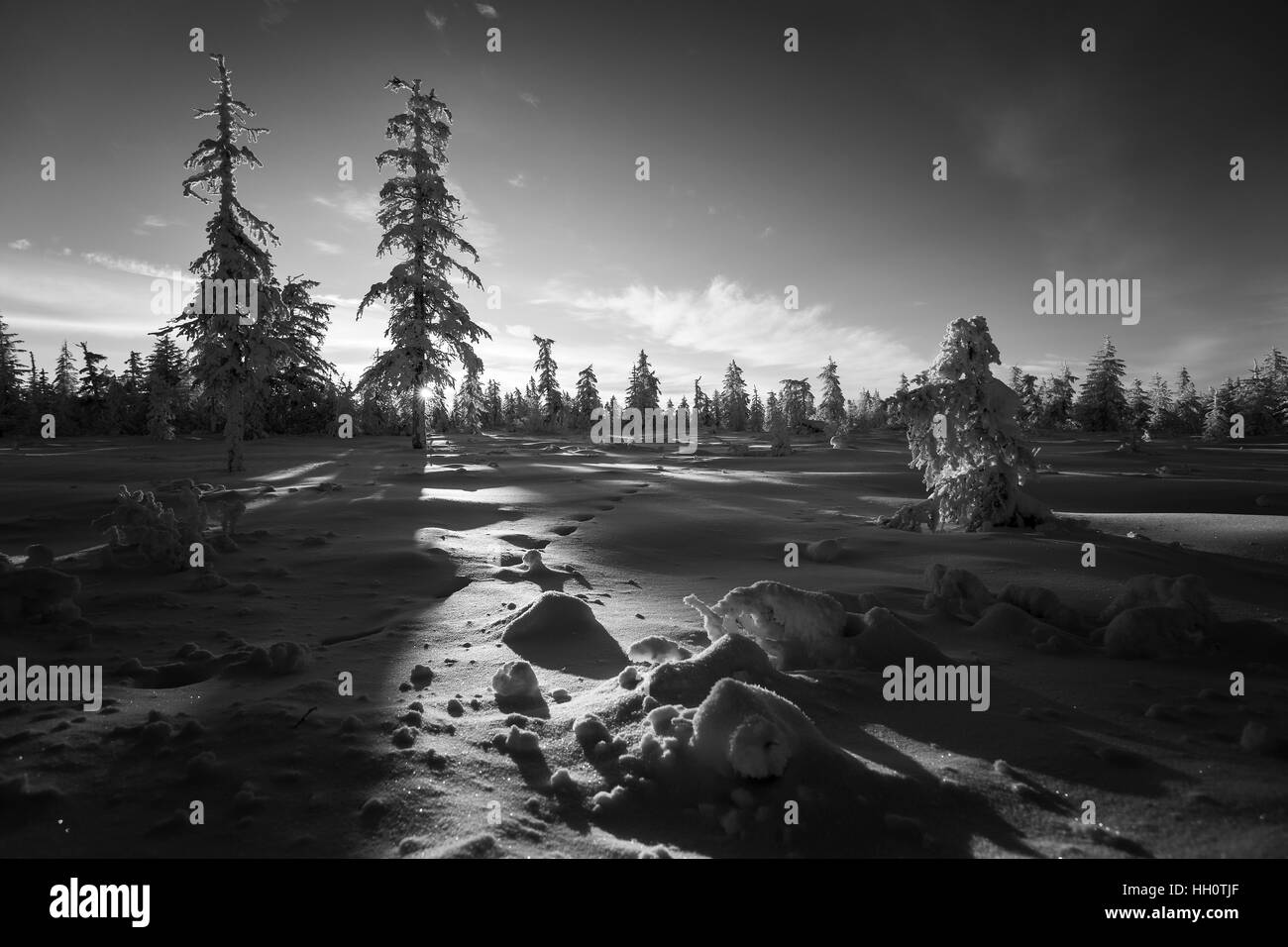 Paesaggio invernale. Foresta, cielo nuvoloso, tramonto sulla coperta di neve foresta. Foto Stock