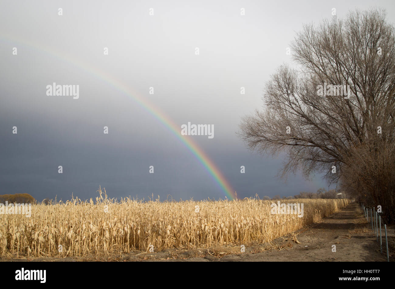 Arcobaleno dopo una tempesta su un campo di mais essiccato in Colorado occidentale. Foto Stock