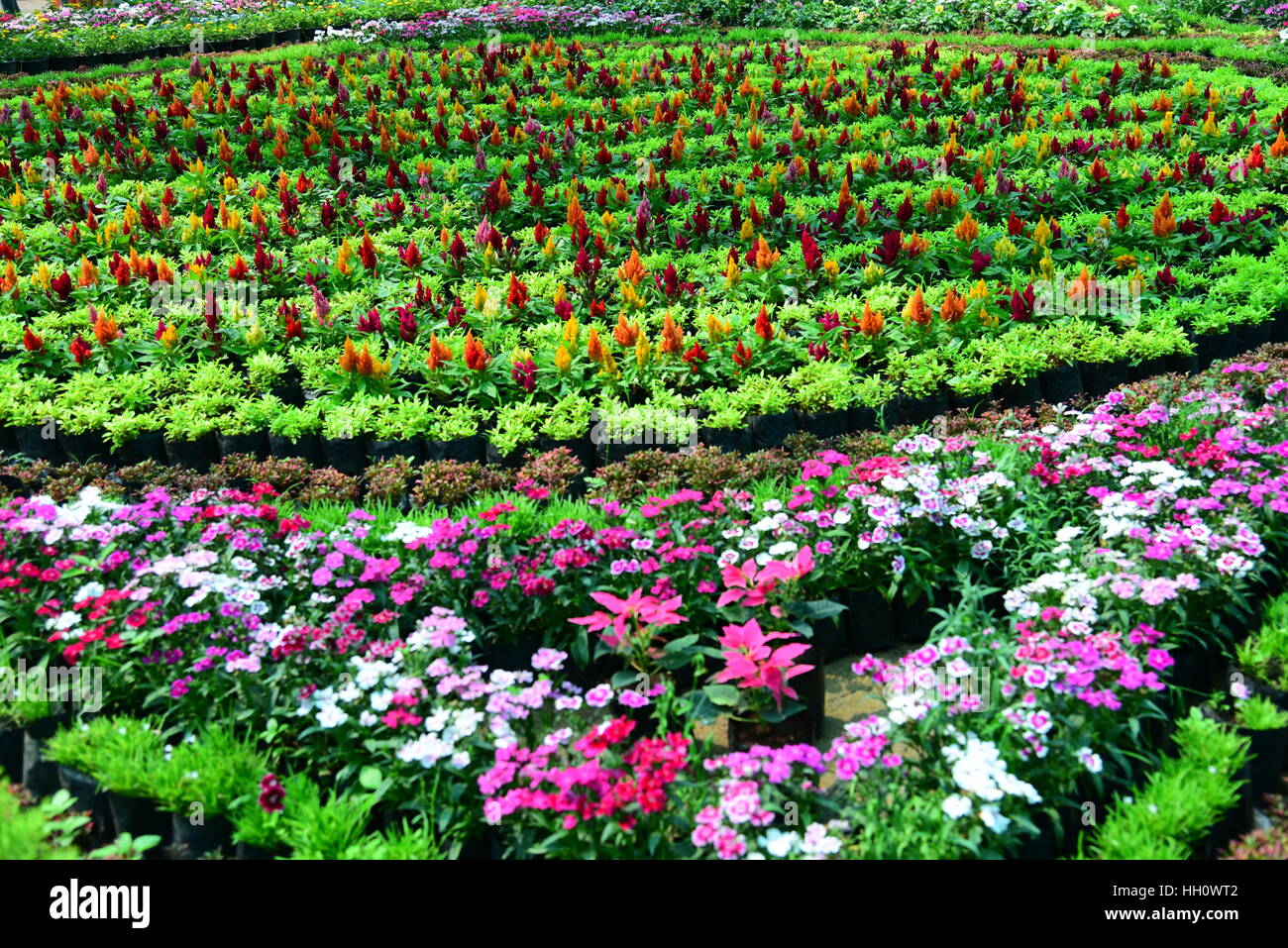 La bellezza di piante fiorite sono disposti in una mostra dei fiori Foto Stock