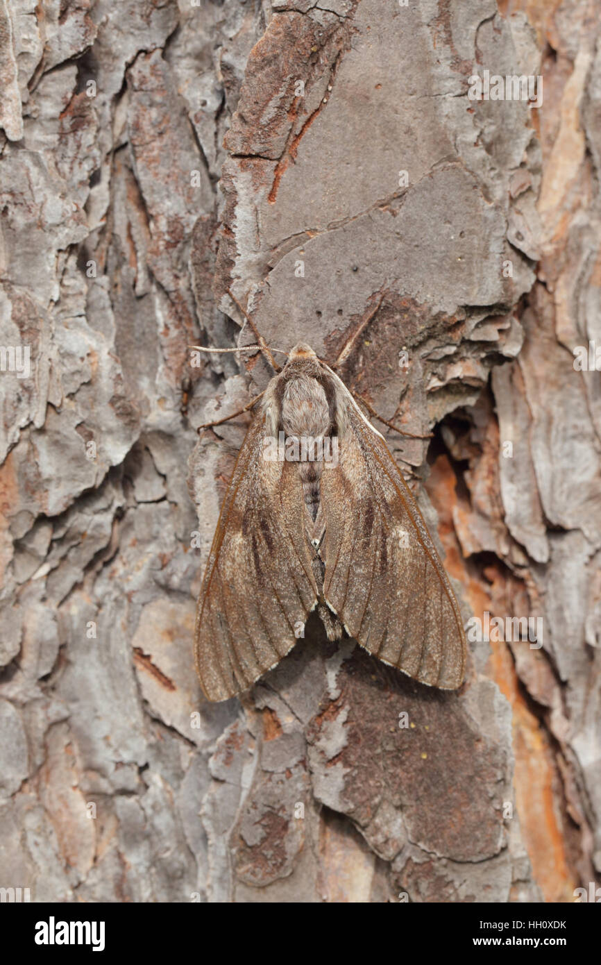 Pine Hawk-moth (Sphinx pinastri), appollaiato sul tronco di pino silvestre tree (Pinus sylvestris) Foto Stock
