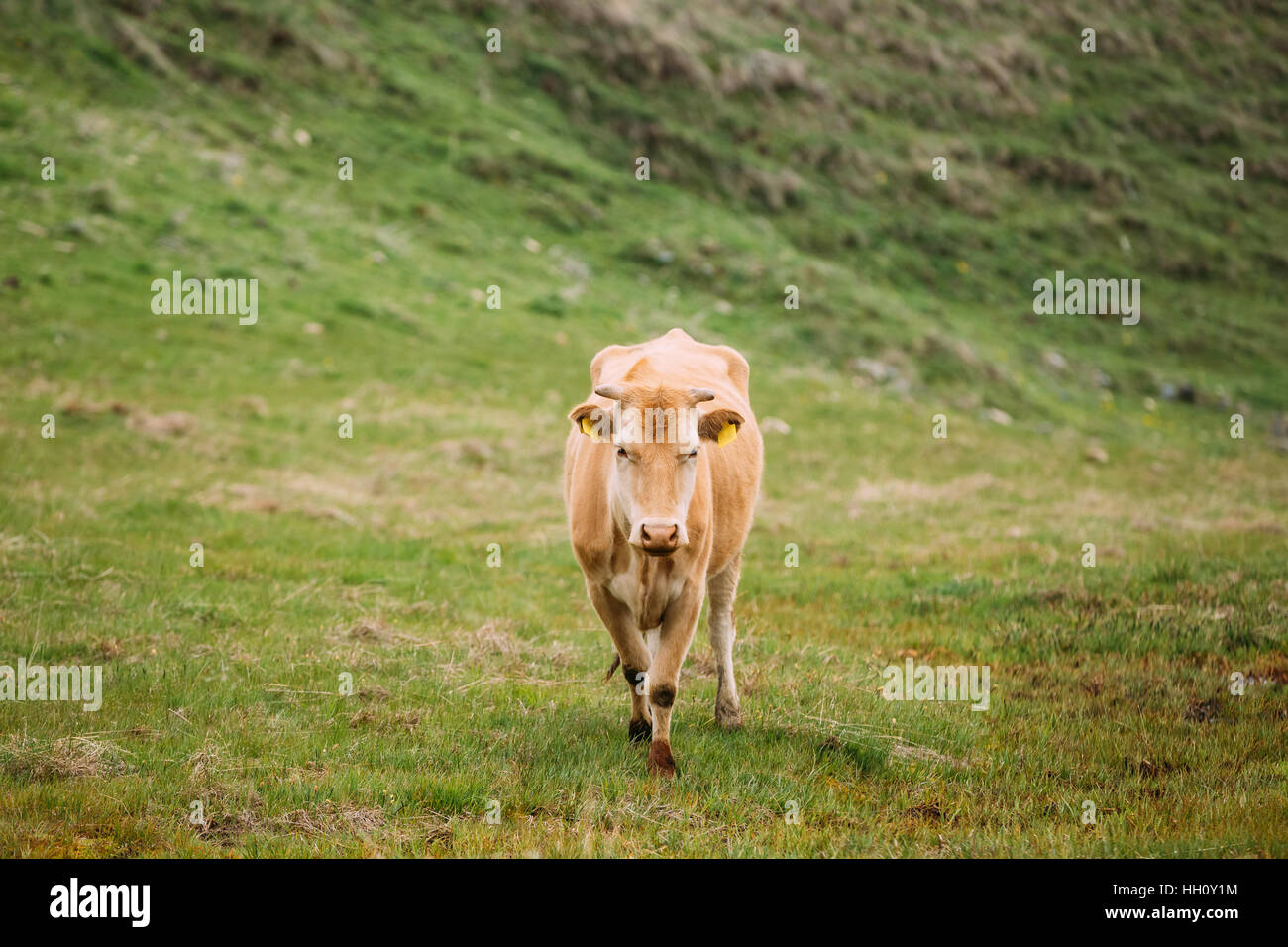 Red Cow di pascolare su un verde pendio di montagna in primavera nelle montagne della Georgia. Prato o di campo con erba verde. Foto Stock