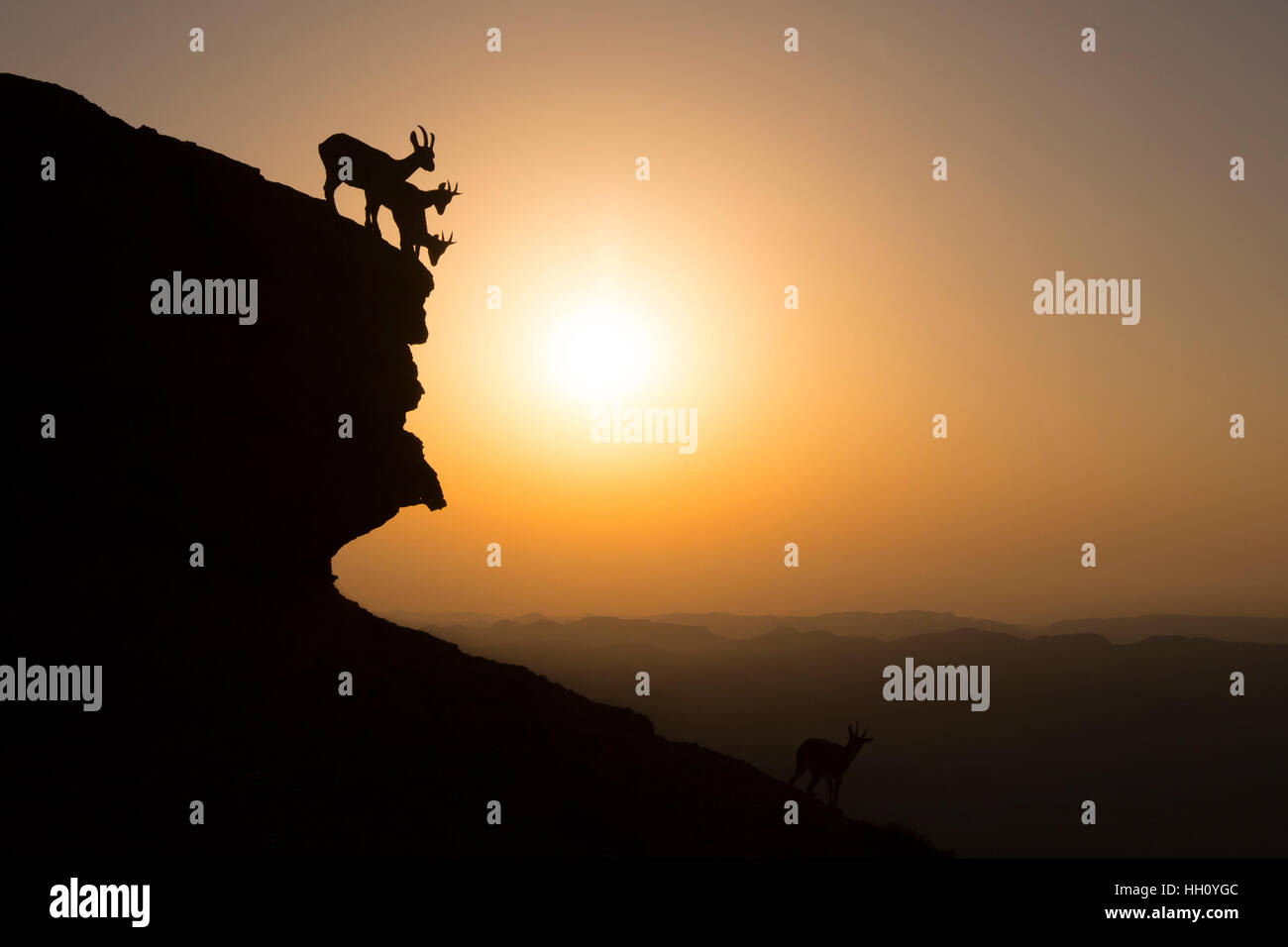 Allevamento di Nubian stambecco (Capra ibex nubiana), salire verso il basso una scogliera a sunrise. Fotografato sul bordo del cratere di Ramon, deserto del Negev, Israele Foto Stock