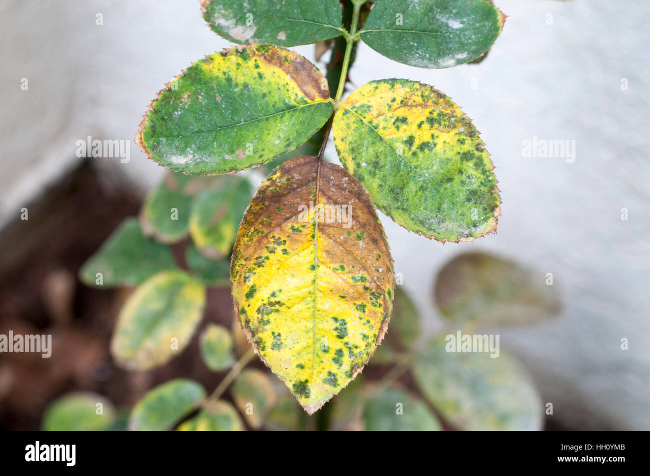 Rose di fungo di ruggine su una foglia. Questa malattia è causata dalla  ruggine fungo Phragmidium sp Foto stock - Alamy