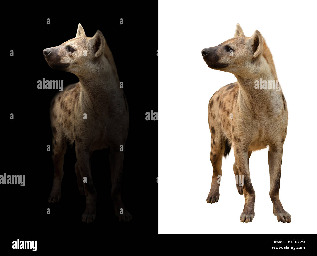 Avvistato iena in piedi nel buio e spotted hyena isolato Foto Stock