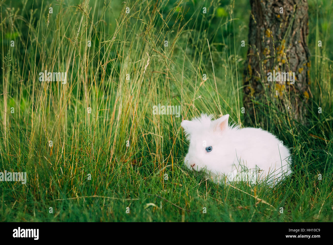 Vista ravvicinata di simpatici nani in miniatura decorativo Snow-White soffice Coniglio Coniglio razze miste con occhio azzurro seduto in luminoso verde erba in giardino. Foto Stock