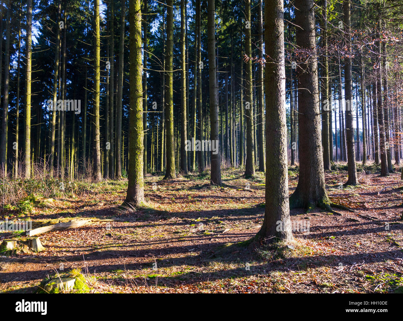 Paesaggio forestale Foto Stock