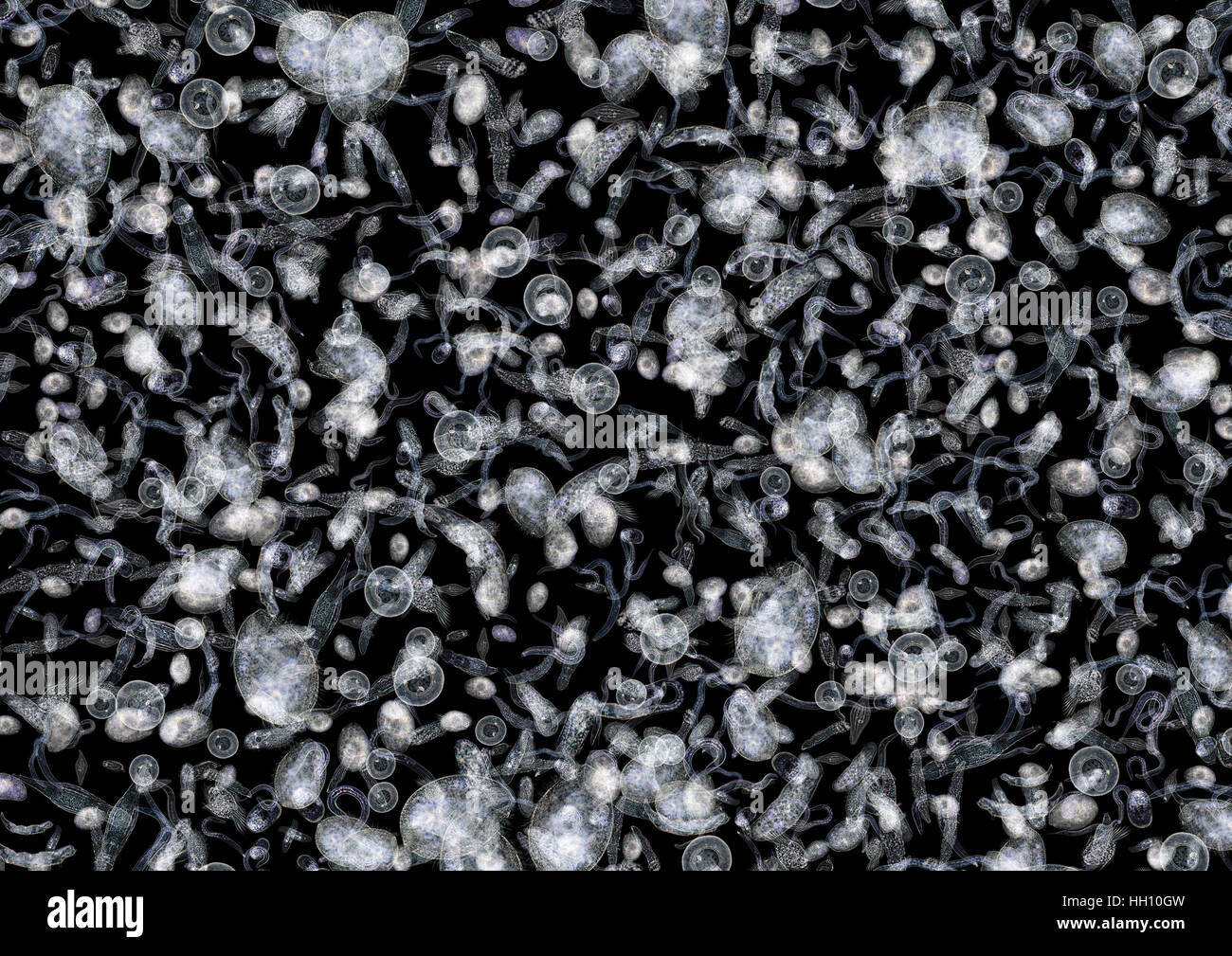 La micrografia mostra un sacco di vari traslucido microrganismi di acqua dolce nel buio indietro Foto Stock