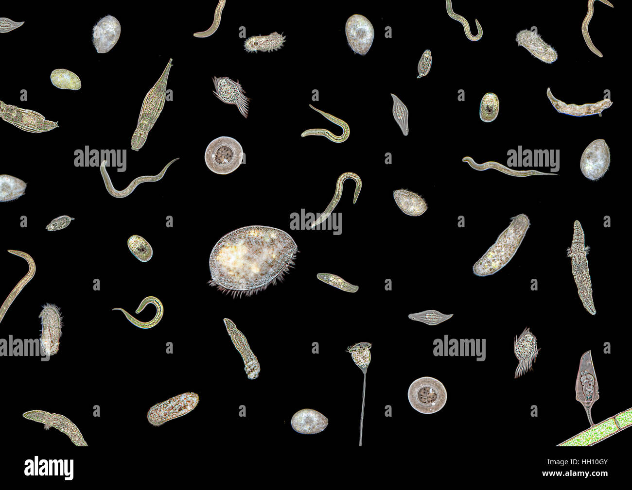 La micrografia mostra un sacco di vari traslucido microrganismi di acqua dolce nel buio indietro Foto Stock