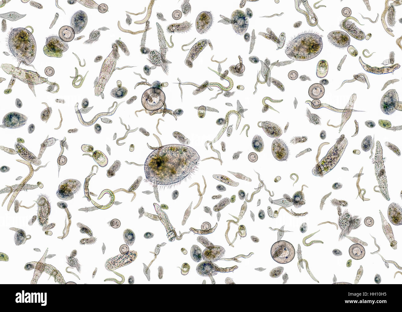 La micrografia mostra un sacco di vari microrganismi di acqua dolce in luce posteriore Foto Stock