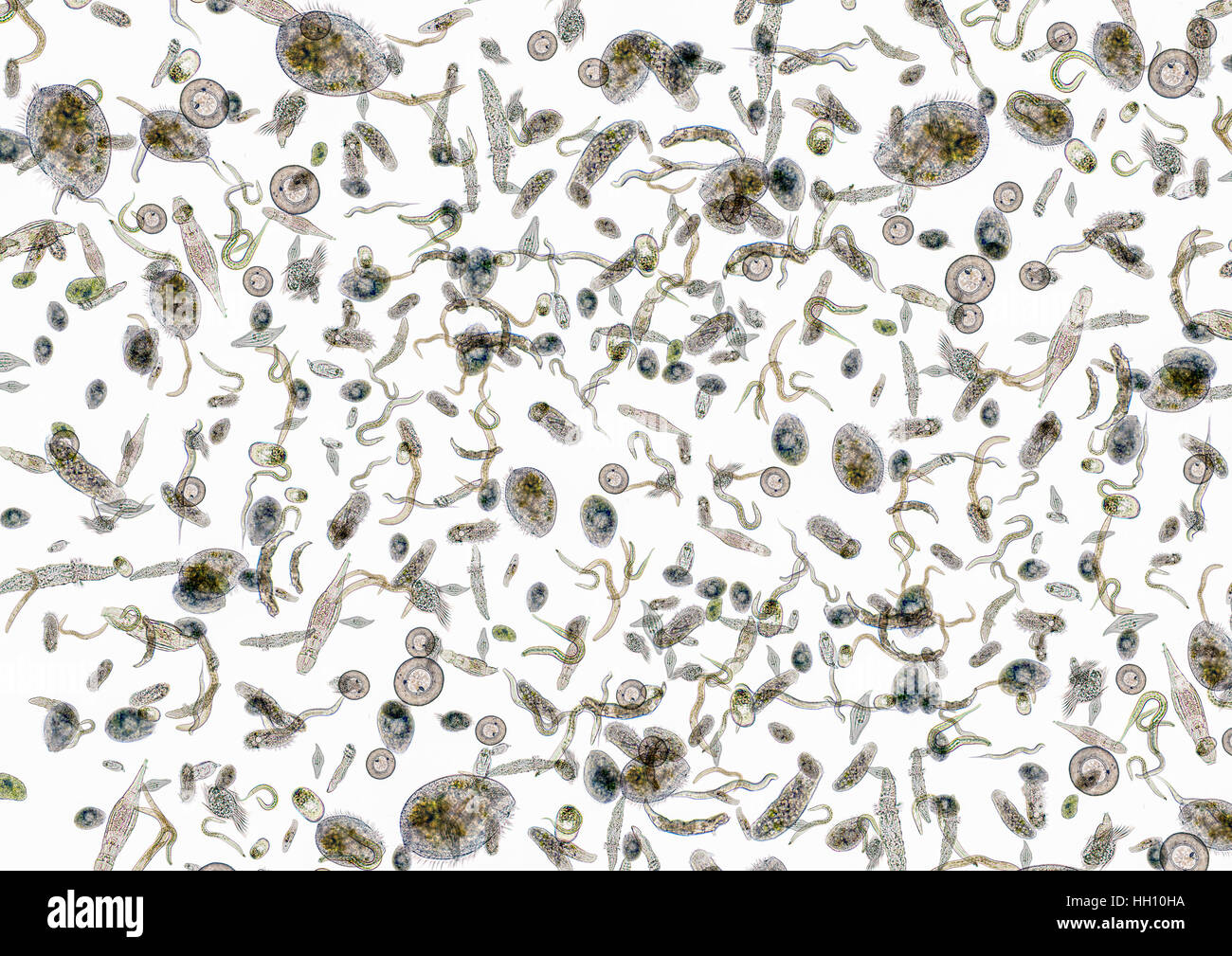 La micrografia mostra un sacco di vari microrganismi di acqua dolce in luce posteriore Foto Stock