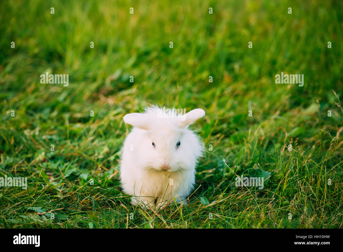 Carino Lop-Eared Nana decorativo Snow-White in miniatura soffice Coniglio Coniglio di razza mista con gli occhi blu seduta in luminoso verde erba del giardino, Copyspace Foto Stock