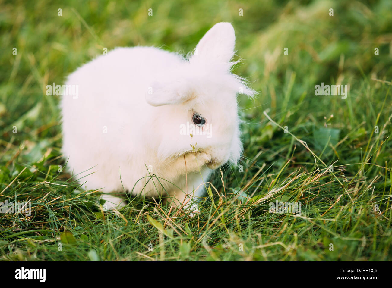 Chiudi Profilo di simpatici nani decorativi Lop-Eared Snow-White in miniatura soffice Coniglio Coniglio di razza mista con gli occhi blu in seduta verde brillante in erba Foto Stock