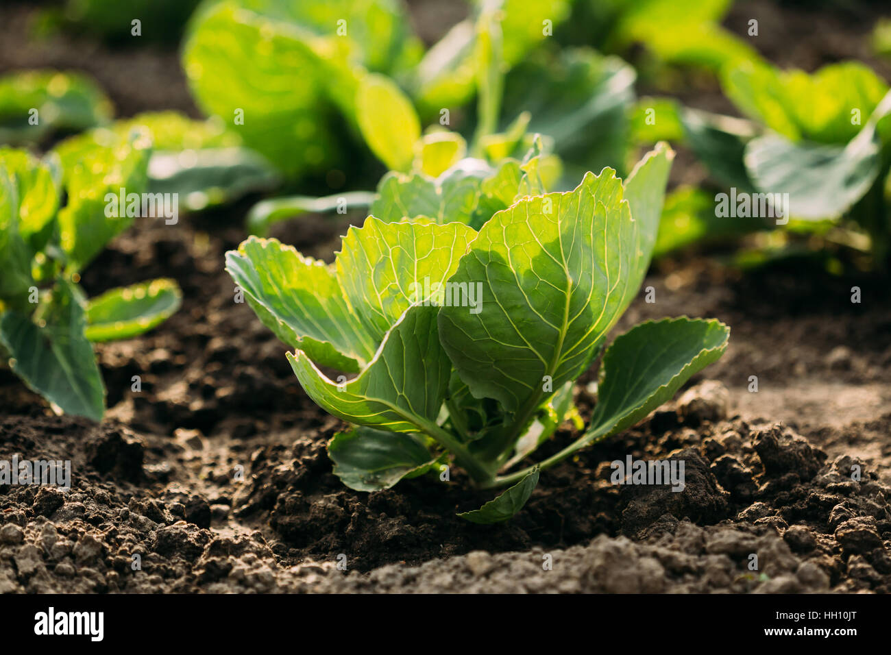 Close up Sunny View del verde primaverile Sappy piantine delle piante di cavolo o Brassica oleracea piantati nel terreno aperto terreno in corrispondenza del letto giardino in primavera Foto Stock