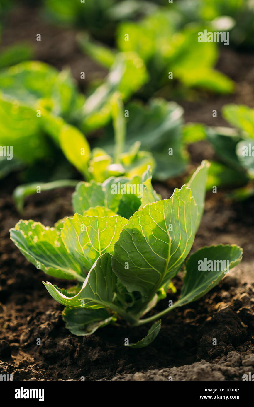 Close up Sunny View del verde primaverile Sappy piantine delle piante di cavolo o Brassica oleracea piantati nel terreno aperto terreno in corrispondenza del letto giardino in primavera Foto Stock