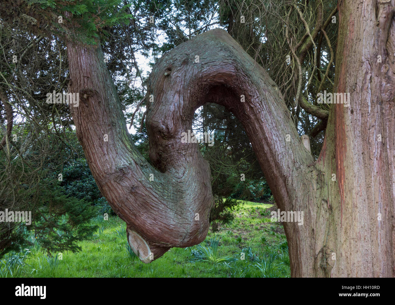 Insolito ramo di albero Foto Stock