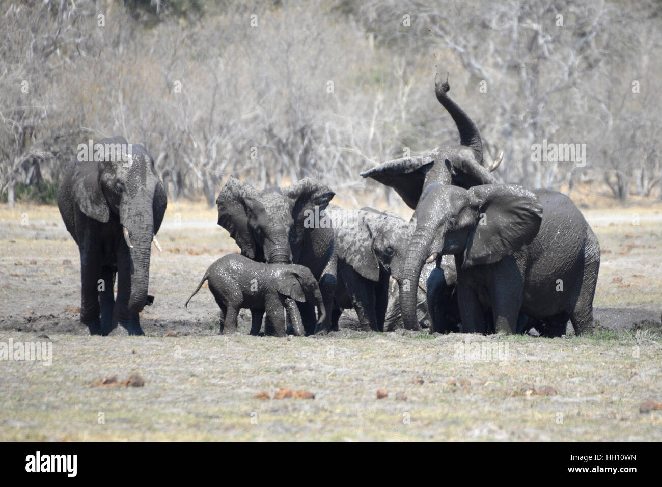 Adulto elefanti africani con vitello di fango e bagni di fango schizzare in aria Foto Stock