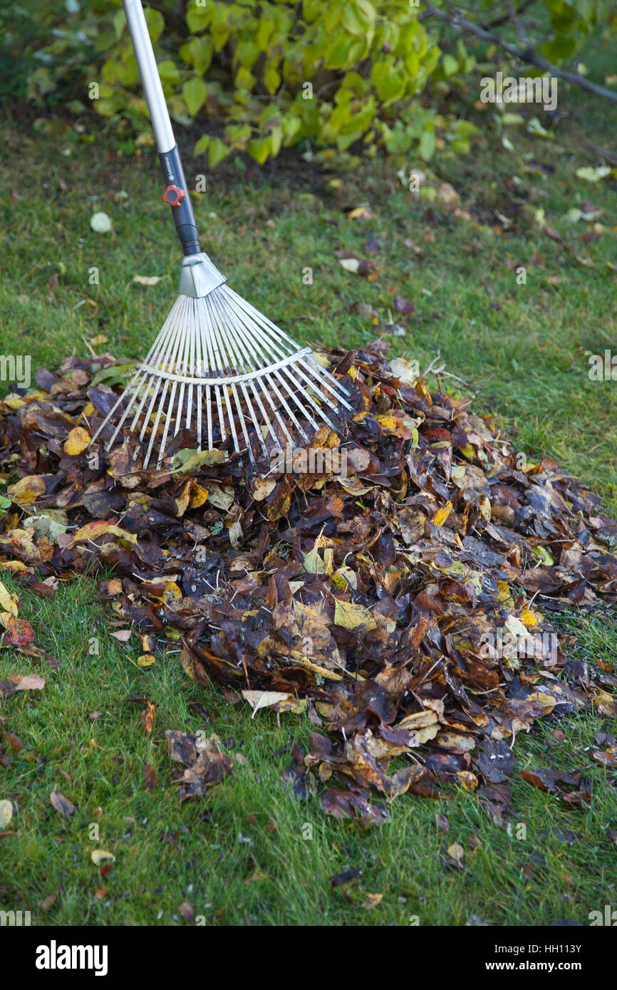 GARDEN OPERA a rastrellare foglie in autunno quando il Giardino pulito per l'inverno Foto Stock