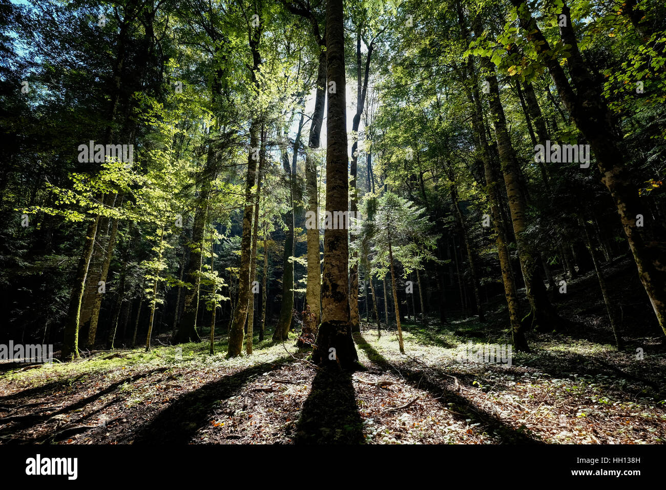 La luce del sole attraverso gli alberi in una foresta Foto Stock