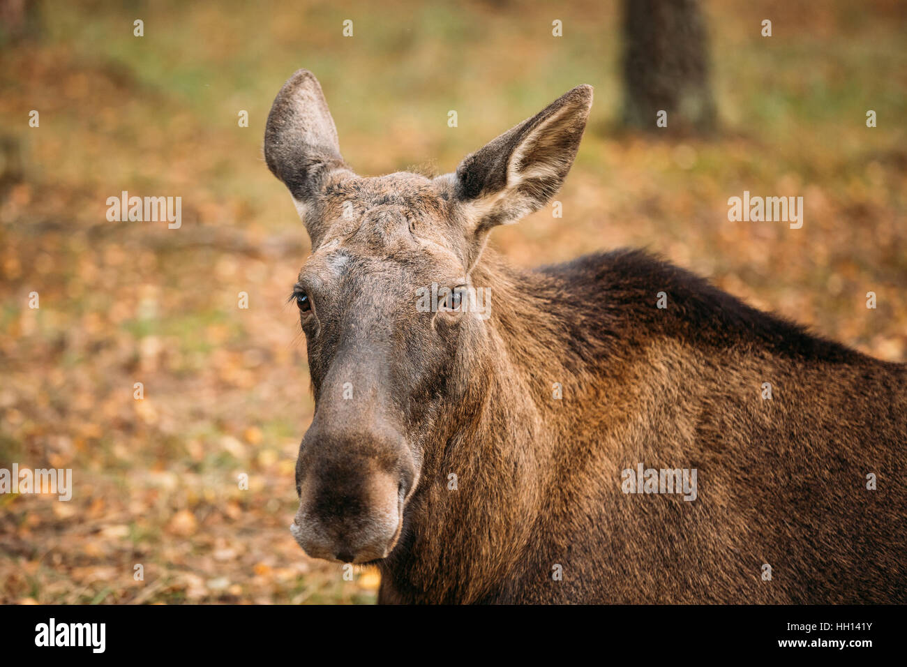 In prossimità della testa della wild femmina, Alce Elk. L'alce o elk, Alces alces, è la più grande specie esistenti nella famiglia cervi. Foto Stock