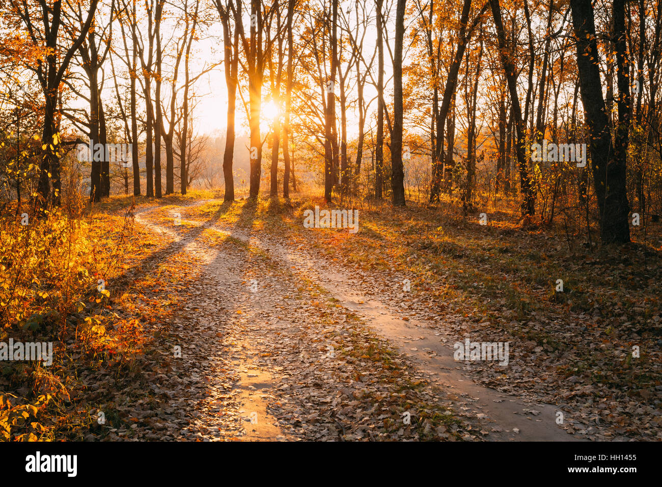 Campagna di avvolgimento percorso stradale sentiero attraverso la foresta di autunno. Sunset Sunrise. Nessuno. Strada gira al sole nascente. Foto Stock