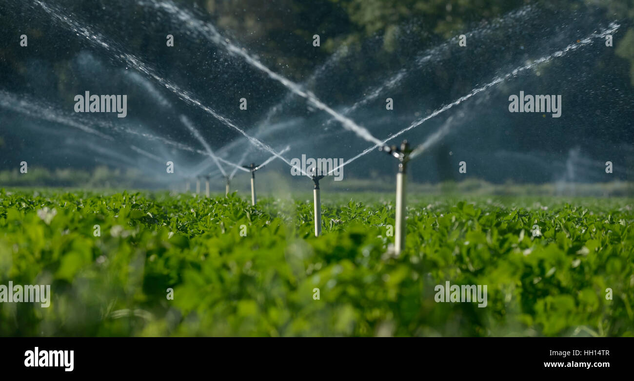 Sprinkler acqua per irrigare il campo per far crescere il raccolto migliore Foto Stock