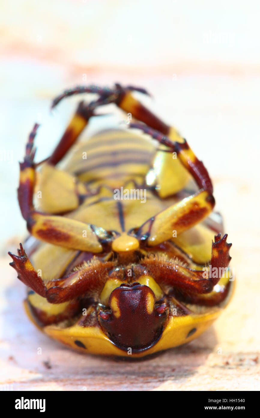 Giallo, marrone e nero frutto chafer beetle. Pachnoda Sinuata. Molto comune in Sud Africa. Foto Stock