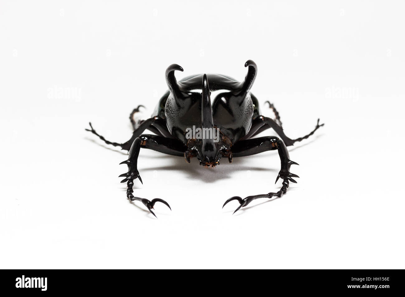 Three-Horned Beetle (Chalcosoma Caucaso) su sfondo bianco Foto Stock