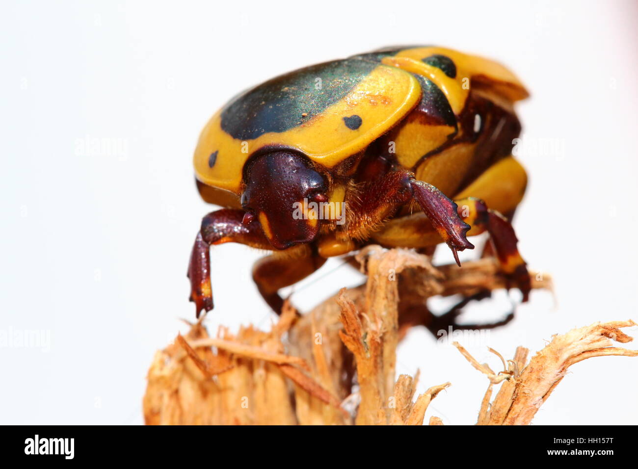 Giallo, marrone e nero frutto chafer beetle. Pachnoda Sinuata. Molto comune in Sud Africa. Foto Stock