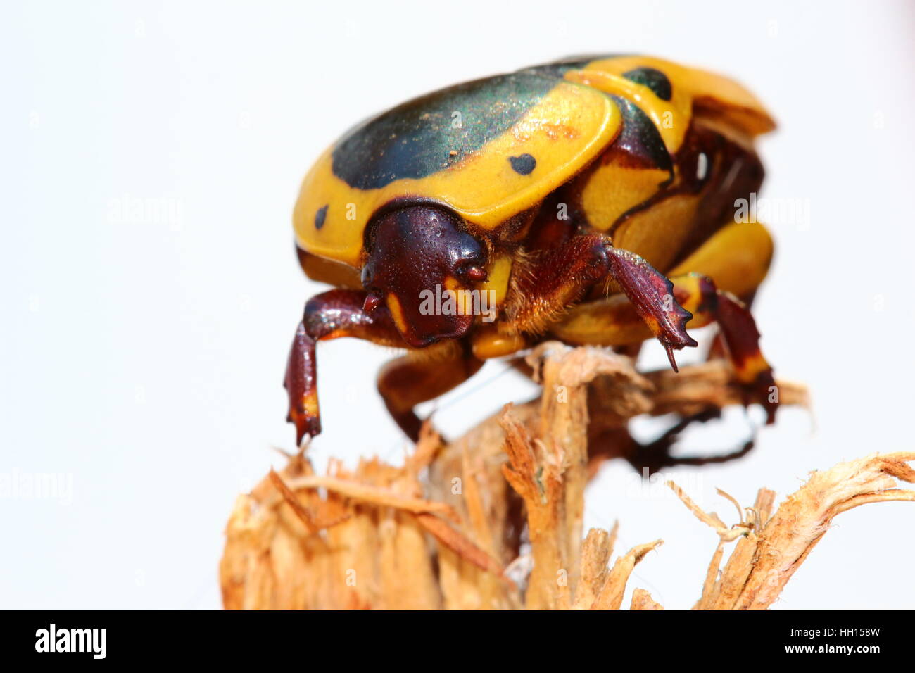 Giallo, marrone e nero frutto chafer beetle. Pachnoda Sinuata. Molto comune in Sud Africa. Foto Stock