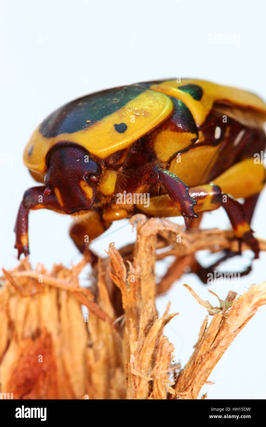 Giallo, marrone e nero frutto chafer beetle. Pachnoda Sinuata. Molto comune in Sud Africa. Foto Stock