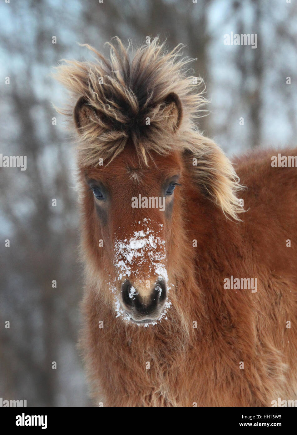 Un giovane islandese puledra cavallo sport un muso innevate in una fredda giornata invernale. Foto Stock