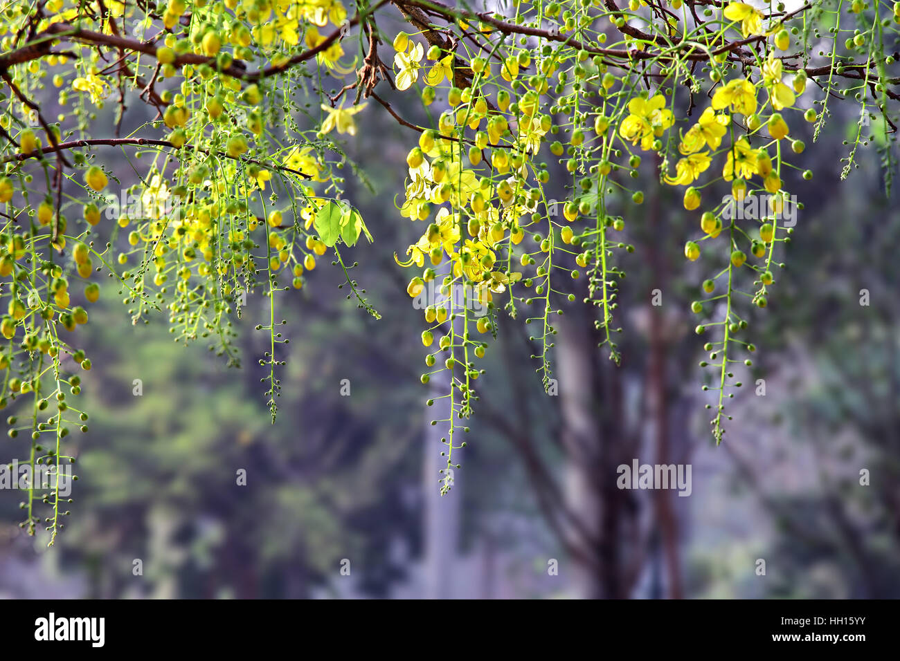 Golden shower, Cassia fistola, bloom nella struttura ad albero. Chiamato konna in Kerala, India ed è parte degli Indù Vishu festival. Anche il fiore nazionale della Thailandia. Foto Stock