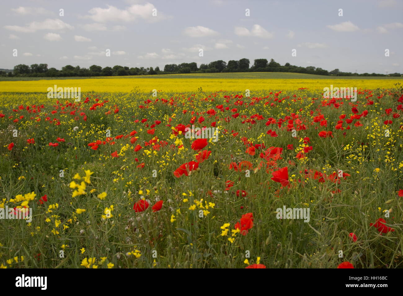 Papaver rhoeas papavero campo contro un giallo campo di colza Brassica napas Foto Stock