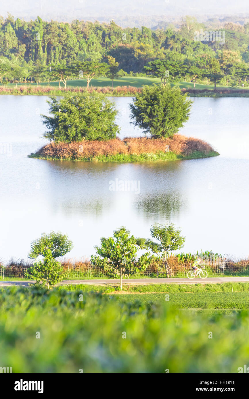 Scena di alberi sul lago in piantagione di tè Foto Stock